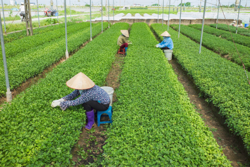 Xây Dựng Chuỗi Liên Kết Sản Xuất – Tiêu Thụ Nông Sản Thực Phẩm Theo Hướng Bảo Đảm An Toàn Thực Phẩm Giữa TP.HCM Và Các Tỉnh Thành Vùng Kinh Tế Trọng Điểm Phía Nam (Phần 2): Kiến Nghị Giải Pháp Gia Tăng Lượng Cung Và Nguồn Cung Bình Ổn Thị Trường